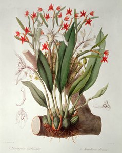 Orchidej: Diothonca imbricata a Maxillaria ivory z 